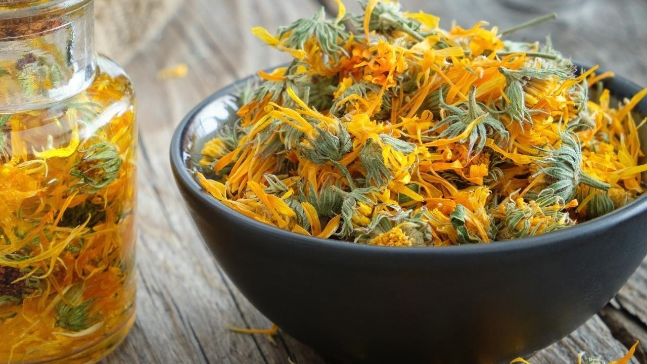 All You Need to Know About Calendula Oil插图3